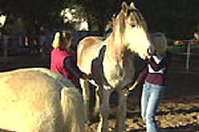 Riverside Host Farm - Accommodation QLD 4