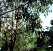 Mallacootas Shady Gully Caravan Park - Accommodation QLD