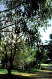 Mallacootas Shady Gully Caravan Park - Accommodation QLD 0