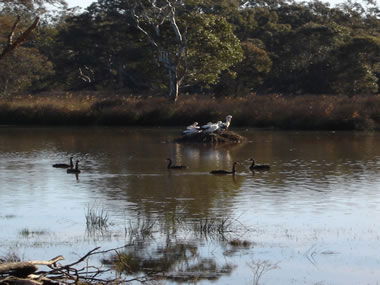 Frog Gully Cottages - Accommodation QLD 5