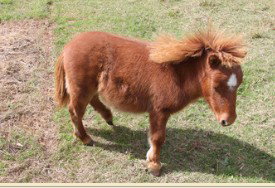 Adriana's Bed & Breakfast Country Retreat - Accommodation QLD 2