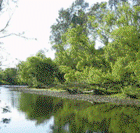 Ribbonwood Cottages - Accommodation QLD