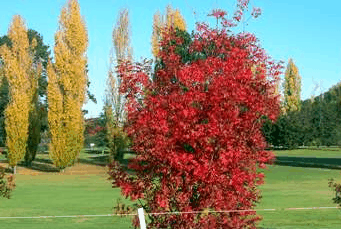 Tenterfield Golf Club Fairways Lodge - Accommodation QLD 2