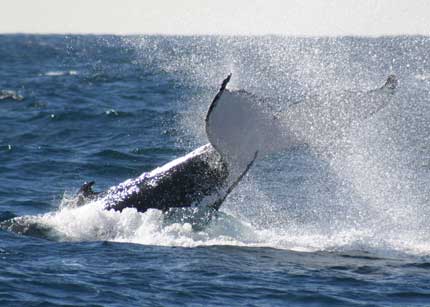 Whale Watching Sydney - Accommodation QLD 0