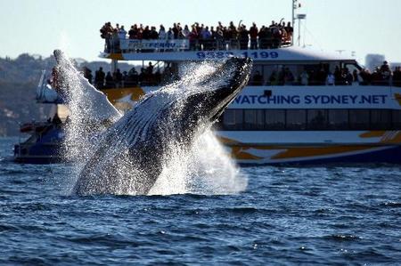 Whale Watching Sydney - Accommodation QLD 1