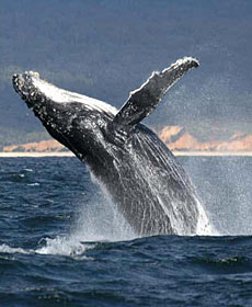 Whale Watching Sydney - Accommodation QLD 2