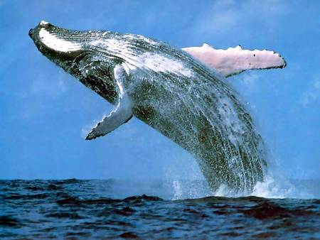 Whale Watching Sydney - Accommodation QLD 3