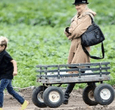 Perth City Farm Organic Markets - Accommodation QLD