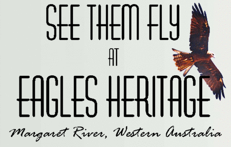 Eagles Heritage Raptor Wildlife Centre - Accommodation QLD