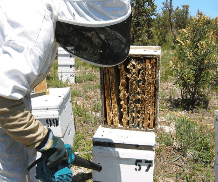 The House of Honey - Accommodation QLD