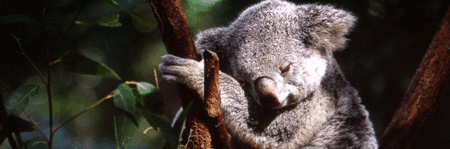 Koala and River Cruise by Mirimar Cruises - Accommodation QLD