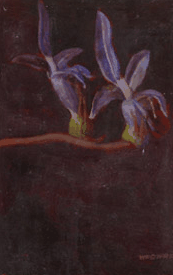 Red Hill Galleries - Accommodation QLD 2