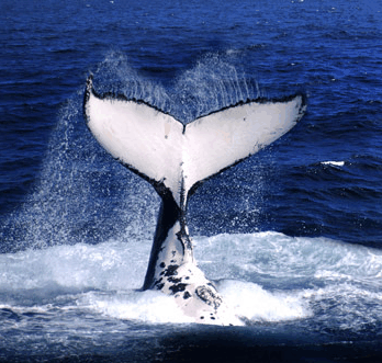 Brisbane Whale Watching - Accommodation QLD