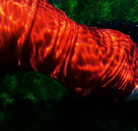 Dark Horse Experiment - Accommodation QLD