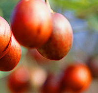 Tropical Fruit World - Accommodation QLD