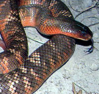 Armadale Reptile  Wildlife Centre - Accommodation QLD