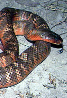 Armadale Reptile & Wildlife Centre - Accommodation QLD 0