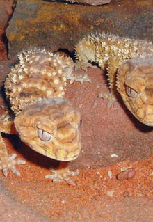 Armadale Reptile & Wildlife Centre - Accommodation QLD 1