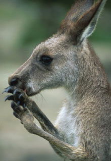 Armadale Reptile & Wildlife Centre - Accommodation QLD 2