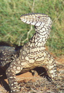 Armadale Reptile & Wildlife Centre - Accommodation QLD 3
