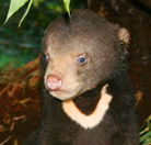 Perth Zoo - Accommodation QLD