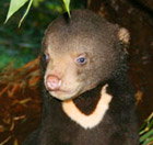 Perth Zoo - Accommodation QLD 0