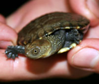 Perth Zoo - Accommodation QLD 1