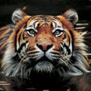 Perth Zoo - Accommodation QLD 2