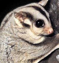 Perth Zoo - Accommodation QLD 3