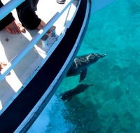 Pelican Charters - Accommodation QLD