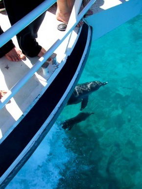 Pelican Charters - Accommodation QLD 0