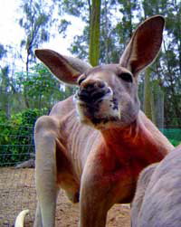 Birdland Animal Park - Accommodation QLD 3