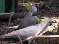 Wirrimbirra Sanctuary - Accommodation QLD 1