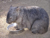 Wirrimbirra Sanctuary - Accommodation QLD 2