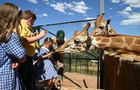 National Zoo & Aquarium - Accommodation QLD 2