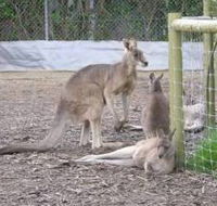 Jirrahlinga Koala  Wildlife Sanctuary - Accommodation QLD