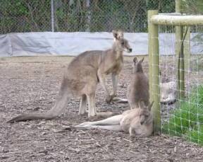 Jirrahlinga Koala & Wildlife Sanctuary - Accommodation QLD 0