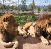 Mansfield Zoo - Accommodation QLD