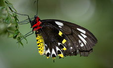 Melbourne Zoo - Accommodation QLD 2