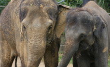 Melbourne Zoo - Accommodation QLD 3