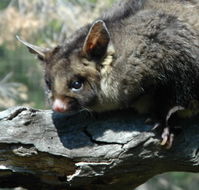 Moonlit Sanctuary Wildlife Conservation Park - Accommodation QLD