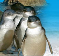 Phillip Island Penguin Parade - Accommodation QLD