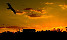 Werribee Open Range Zoo - Accommodation QLD 1