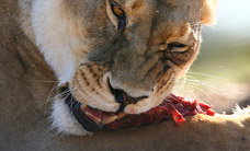 Werribee Open Range Zoo - Accommodation QLD 2