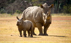 Werribee Open Range Zoo - Accommodation QLD 3