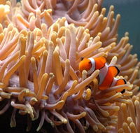 Reef HQ Great Barrier Reef Aquarium - Accommodation QLD