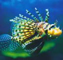 Underwater World - Accommodation QLD