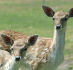 Marapana Wildlife Park - Accommodation QLD
