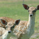 Marapana Wildlife Park - Accommodation QLD 0