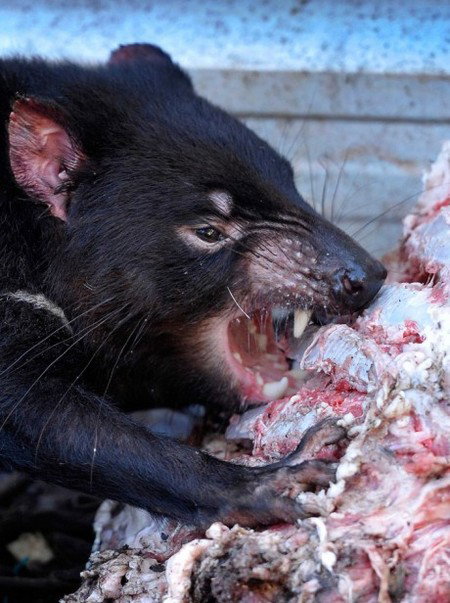 Peel Zoo - Accommodation QLD 2